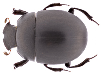 First record and conservation status of Allobates algorei (Anura: Aromobatidae) in Colombia