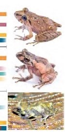 Reproductive phenology of three species of Pristimantis in an Andean cloud forest