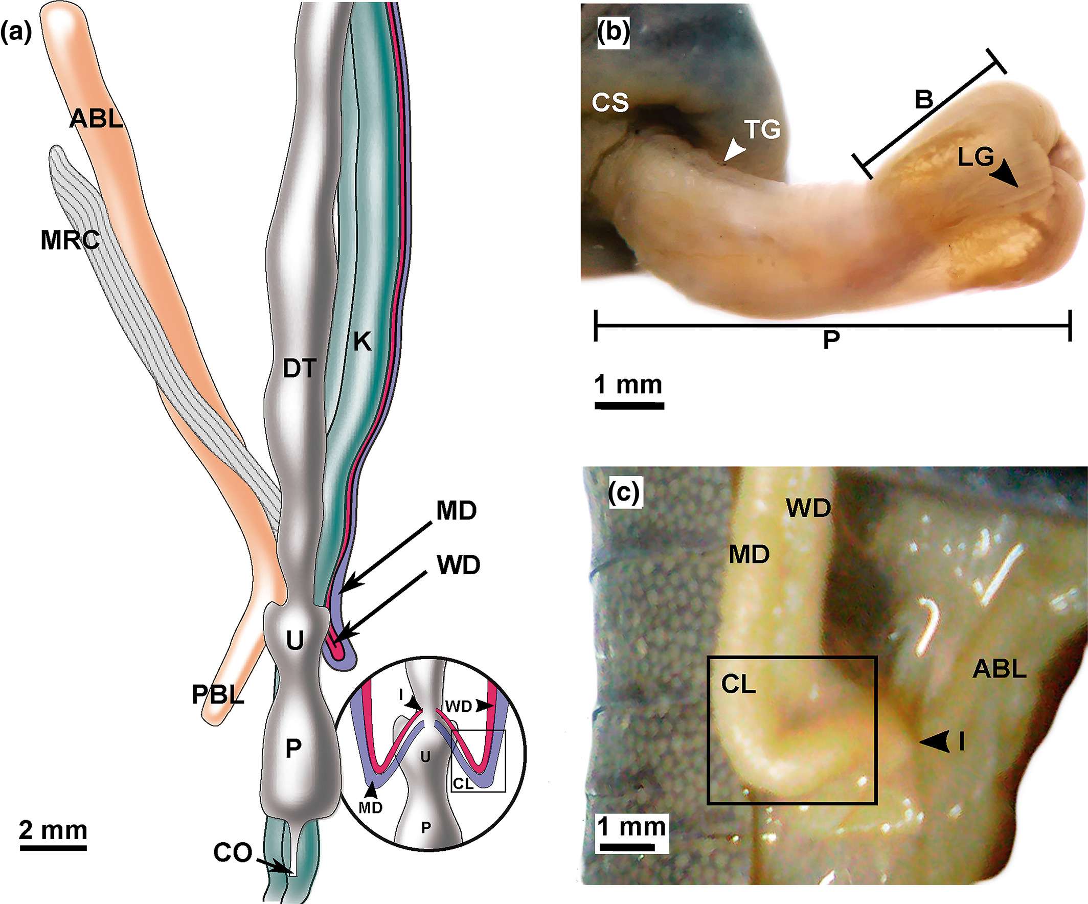 Morphology and histology of the male reproductive tract of Caecilia thompsoni (Amphibia: Gymnophiona)