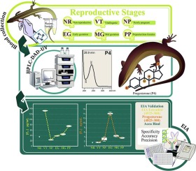 Plasma estradiol and progesterone concentrations during the female reproductive cycle in a highly placentotrophic viviparous lizard, Mabuya sp