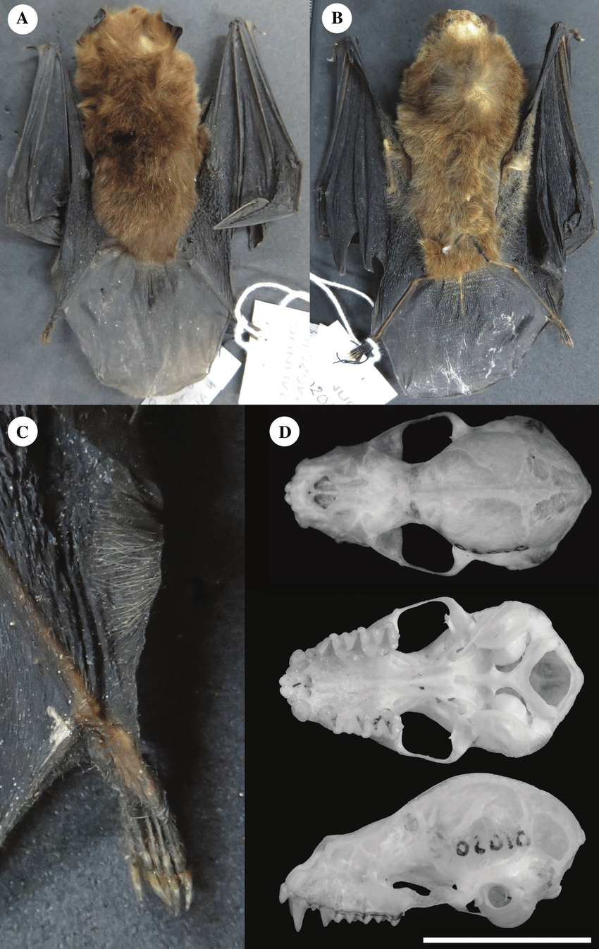 The Koepcke"s spear-nosed bat, Gardnerycteris koepckeae (Gardner and Patton, 1972) (Chiroptera: Phyllostomidae), is not endemic to Peru: first record from the Amazon foothills of Colombia