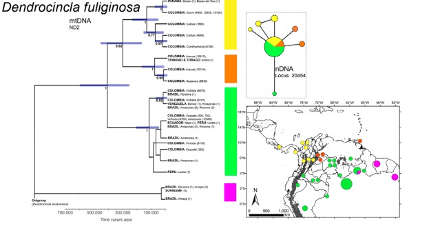 Defining the phylogeographic relationship between
cis- and trans-Andean populations of Dendrocincla
fuliginosa and Xenops minutus in Colombia
