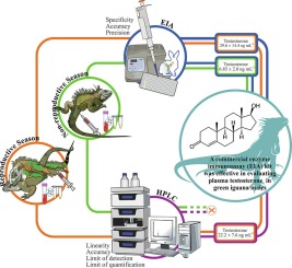 Validation of an enzyme immunoassay for the quantification of testosterone in green iguana males (Iguana iguana)