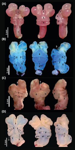 Hemipenial morphology of nine South American species of Mabuya (Scincidae: Lygosominae) with comments on the morphology of the family