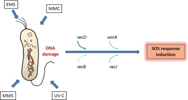 Induction of the SOS response of Escherichia coli in repair-defective strains by several genotoxic agents