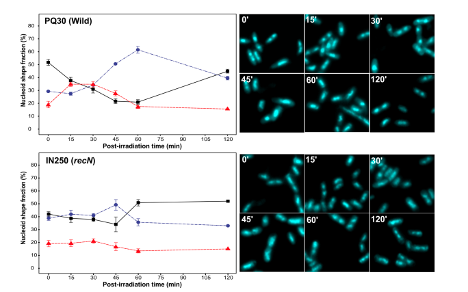 Influence of the uvrA, recJ and recN gene mutations on the nucleoid reorganization in UV-treated Escherichia coli cells