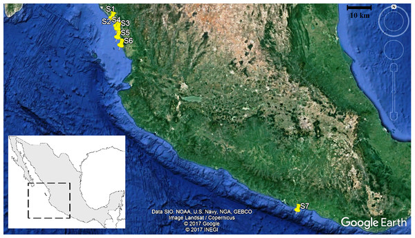 Reproduction and community structure of fish from winter catch sites from industrial shrimp bycatch from the northeast and southeast Mexican Pacific