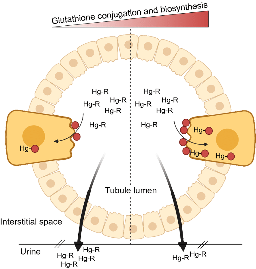 Glutathione-related genetic polymorphisms are associated with mercury retention and nephrotoxicity in gold-mining settings of a Colombian population