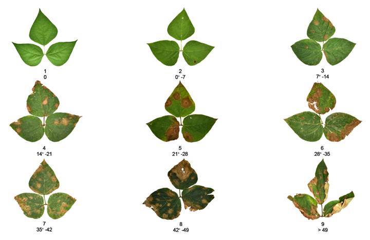 Diagrammatic scales for the estimation of black node disease severity in common bean