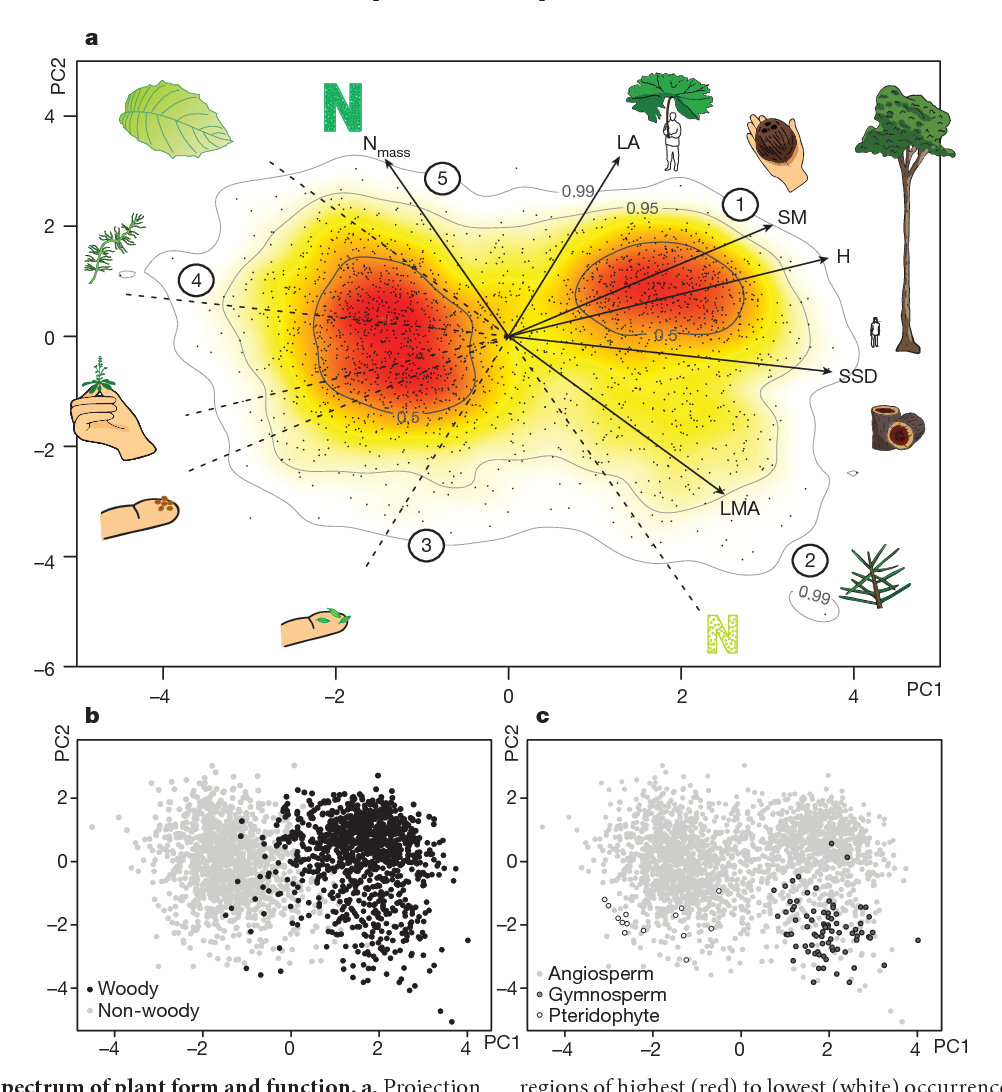 The global spectrum of plant form and function