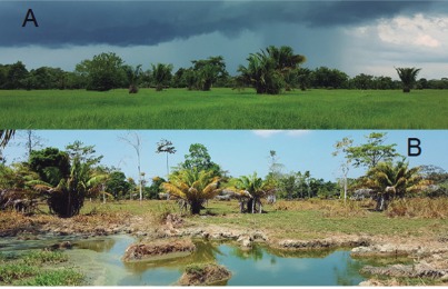 Modelo de distribución geográfica para la especie Elaeis oleifera (Kunth) Cortés, en la zona intertropical del continente americano