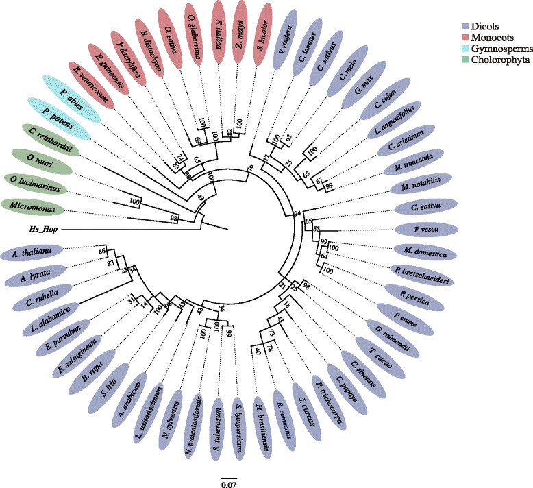 Recombination of chl-fus gene (Plastid Origin) downstream of hop: a locus of chromosomal instability