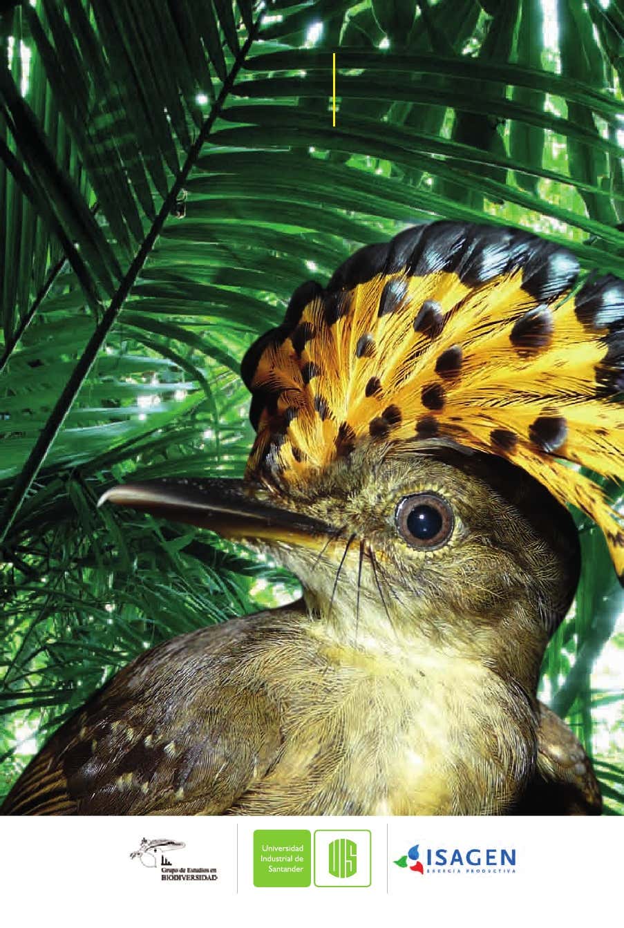 Aves Área de influencia Proyecto Hidroeléctrico Sogamoso Guía Ilustrada