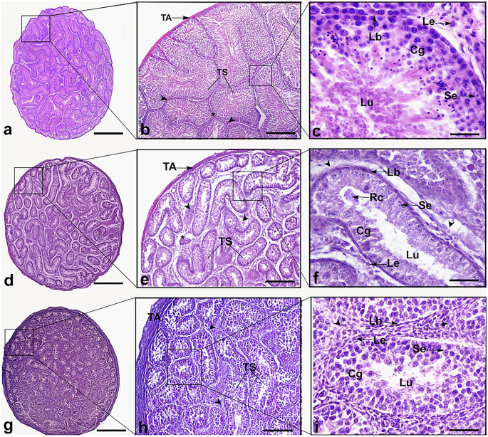 Sexual maturity, molting, and reproductive activity in the Carib Grackle (Quiscalus lugubris).