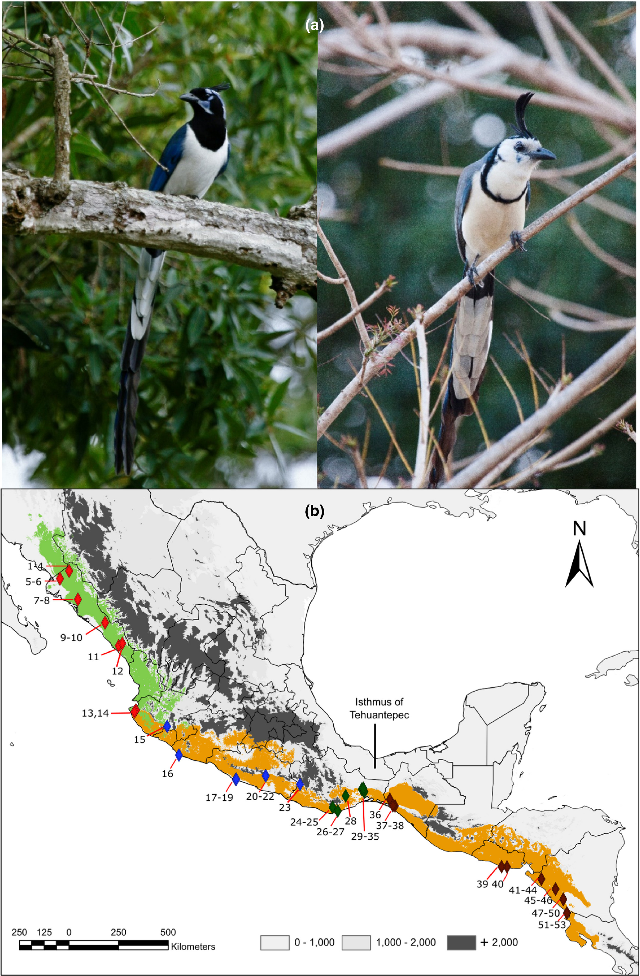 Diversification and secondary contact in the magpie-jays (Calocitta) throughout the pacific lowlands of Mesoamerica.