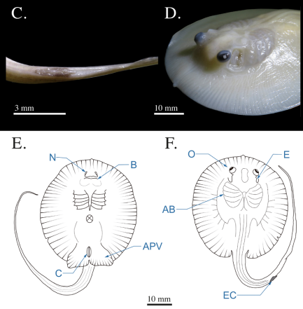 Caracterización morfológica de los estadios embrionarios de la raya dulceacuícola Potamotrygon magdalenae (Elasmobranchii: Potamotrygonidae).